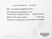 Cercospora gayophyti image